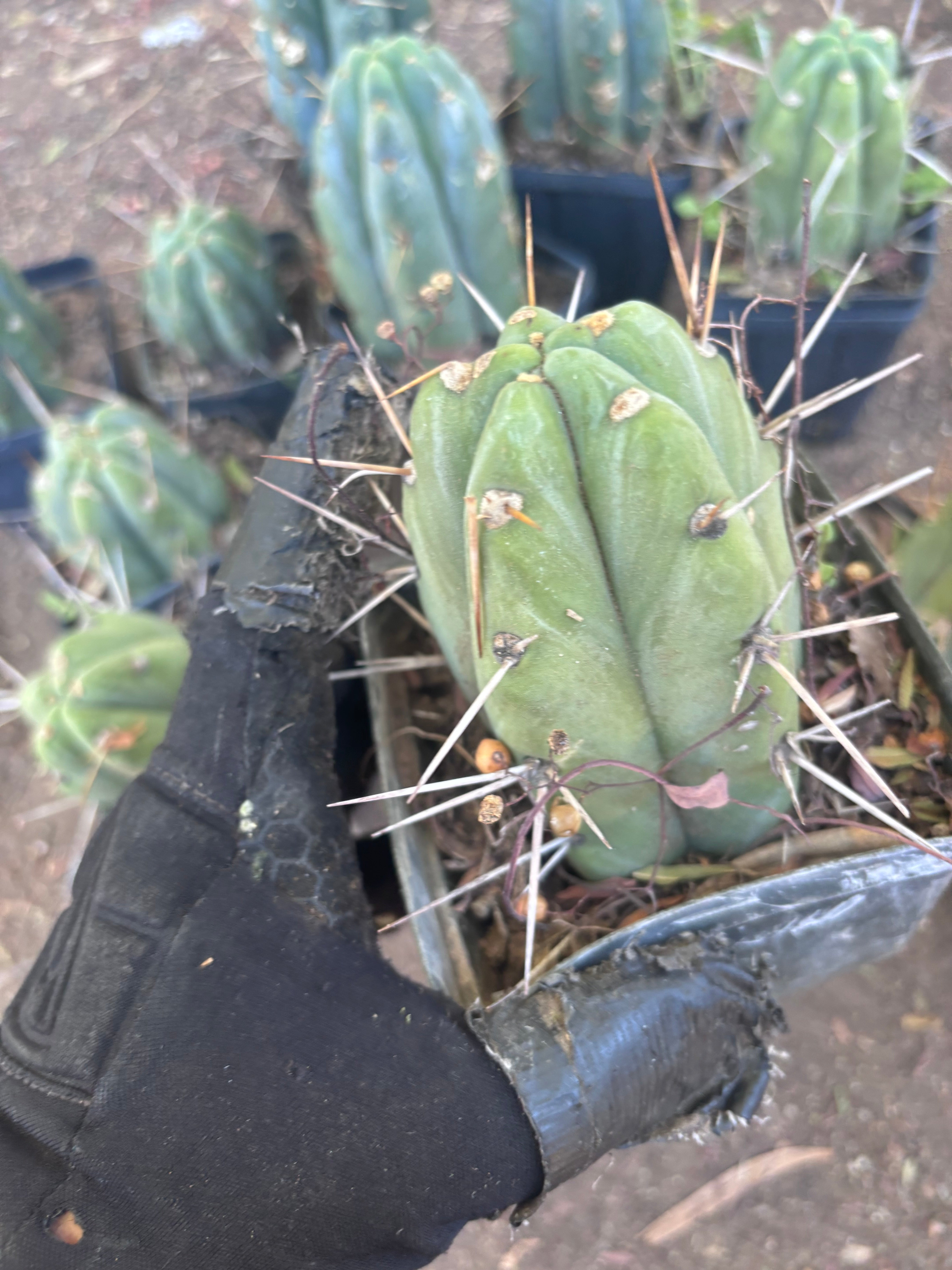 👑🌶️ Jiimz Strong Spine — Rooted Tips