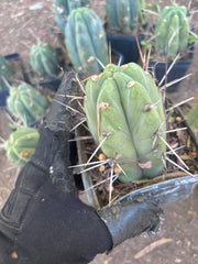 👑🌶️ Jiimz Strong Spine — Rooted Tips