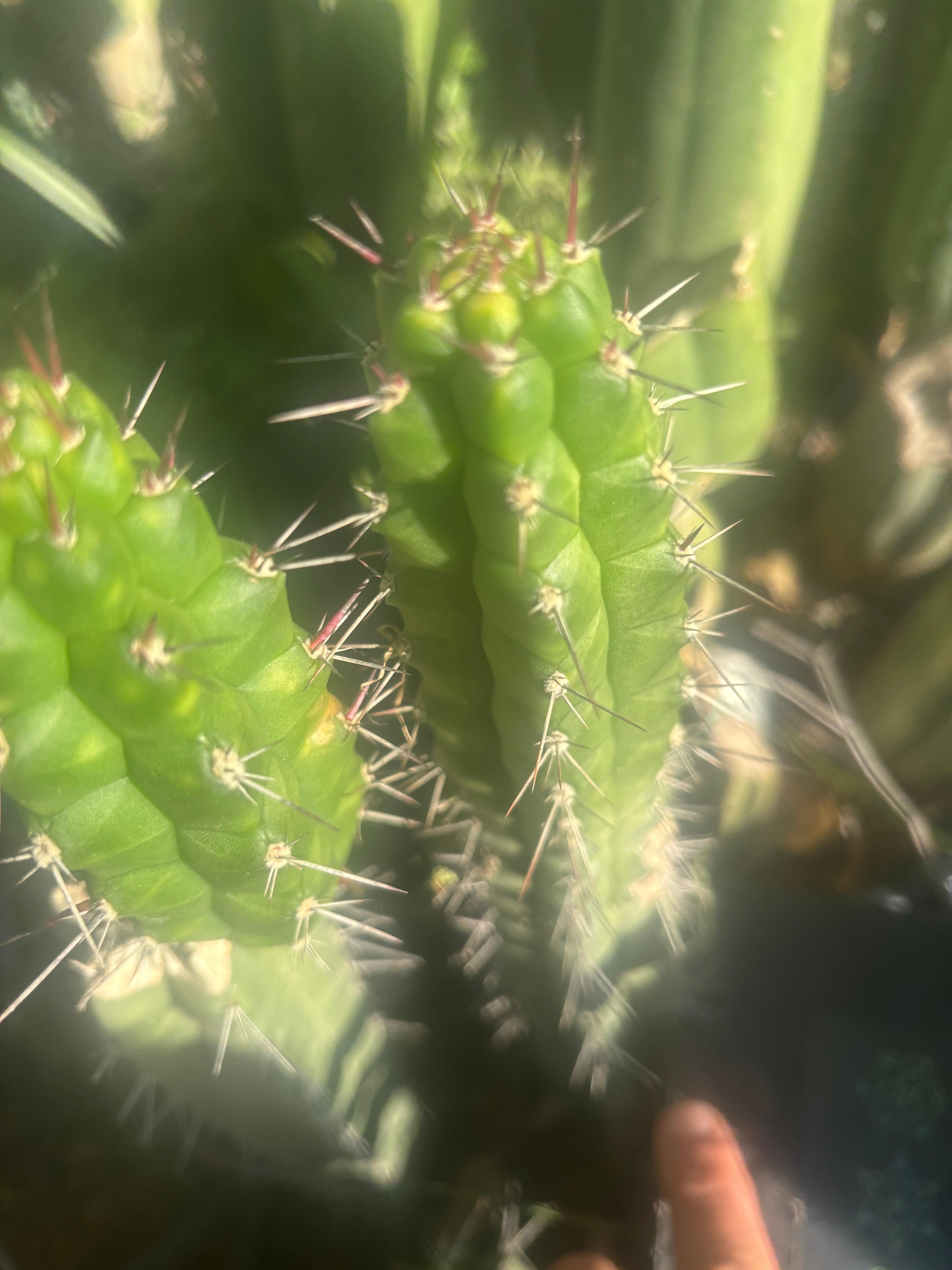 💎👑 Rauhocereus Riosaniensis — 9” Tip