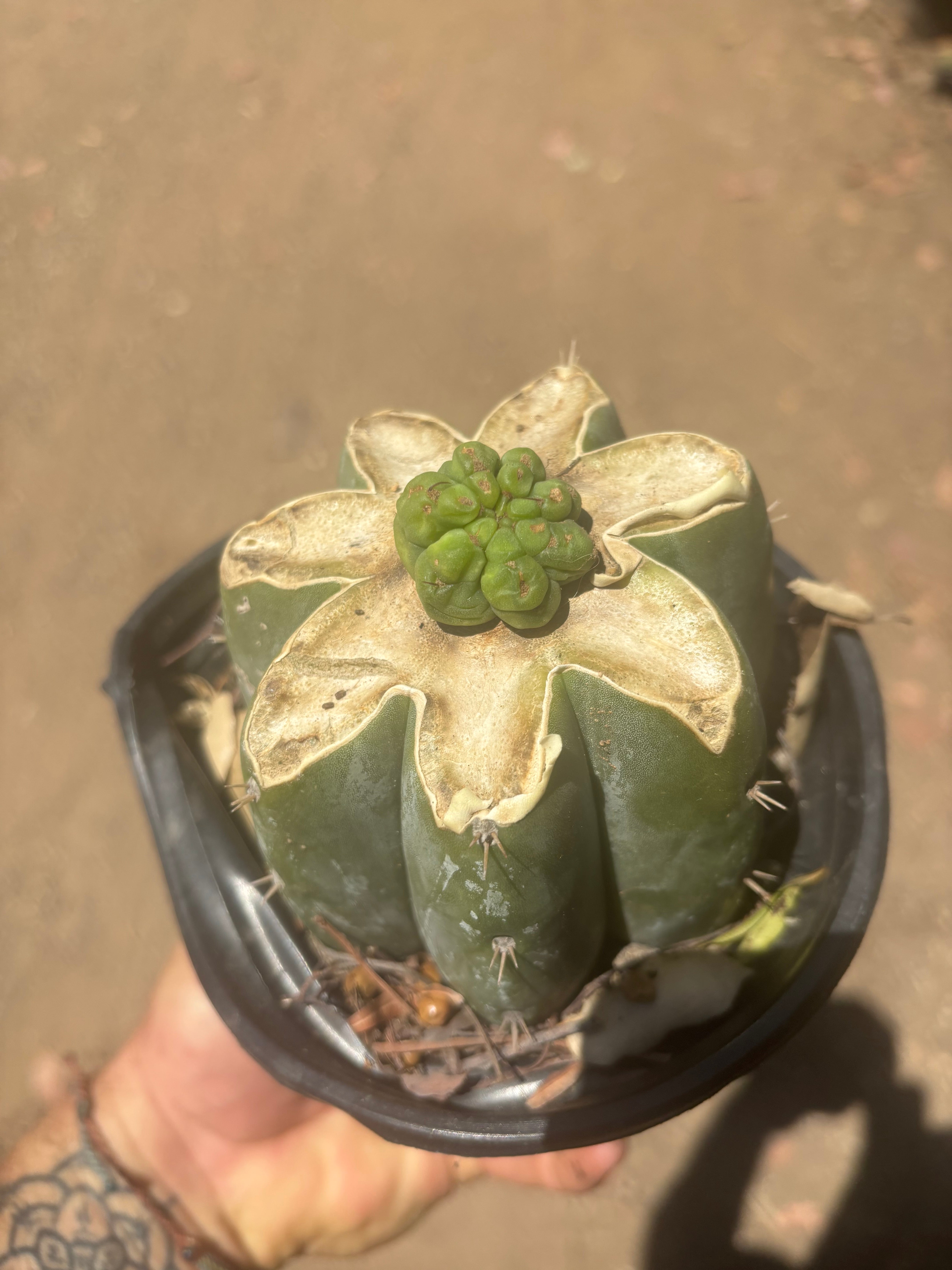💎👑💎 Havran — Pup Graft on Rooted Shine01