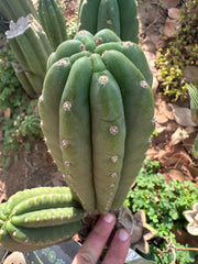 👑🌶️ The Field’s Pachanoi — Chonky 9” Pup