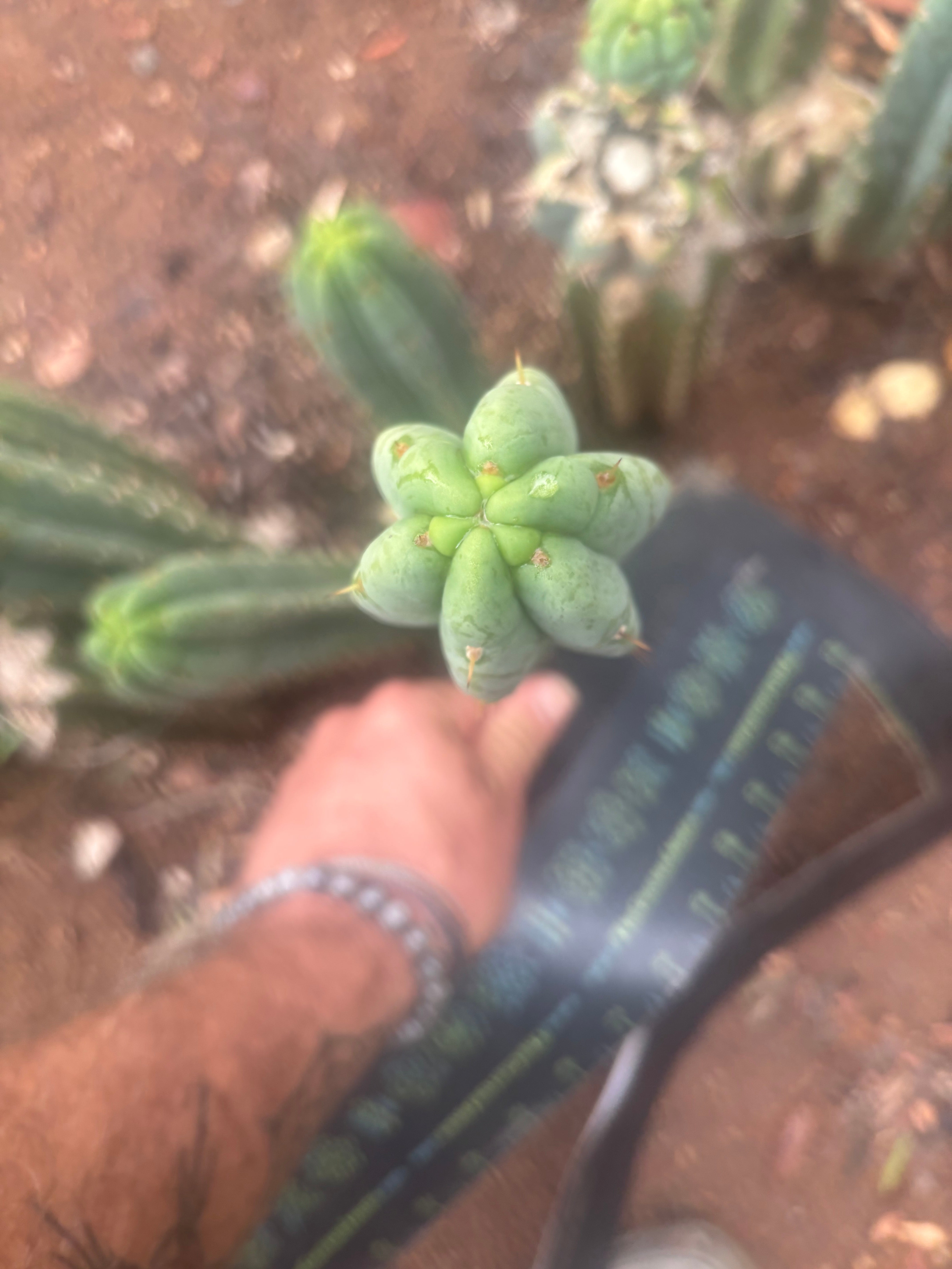 👑🌶️🌶️ Austy’s Bomb — 10” Tip