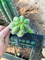 💎👑 Ichoca — 6” Pup