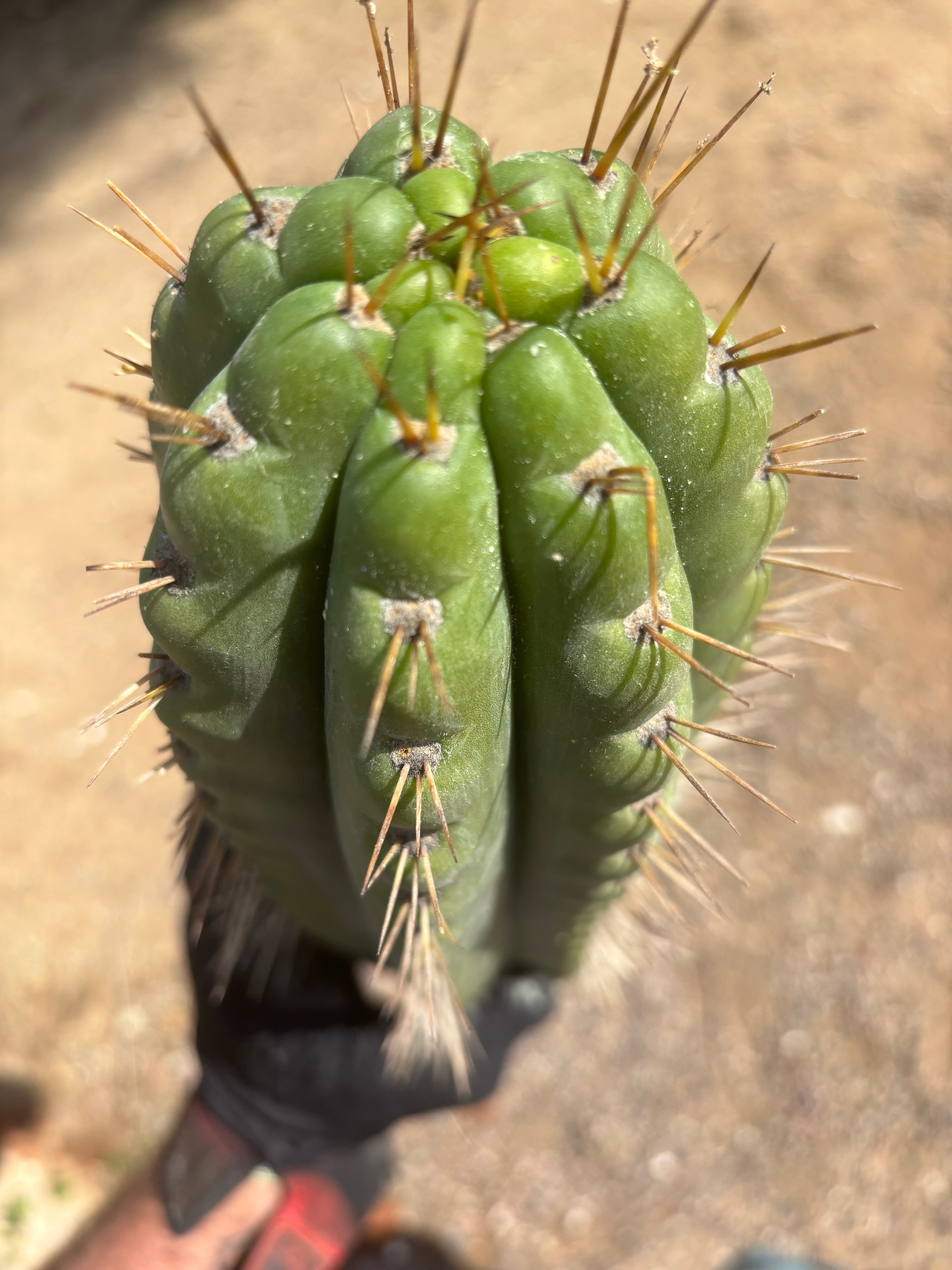 💎🌶️ SS02 x Kimura’s Spiny Giant   — Massive NOTCHY 14” Tip