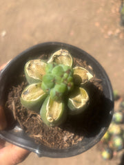 💎🌶️🌶️ NOM — Pup Graft on Rooted Pierre