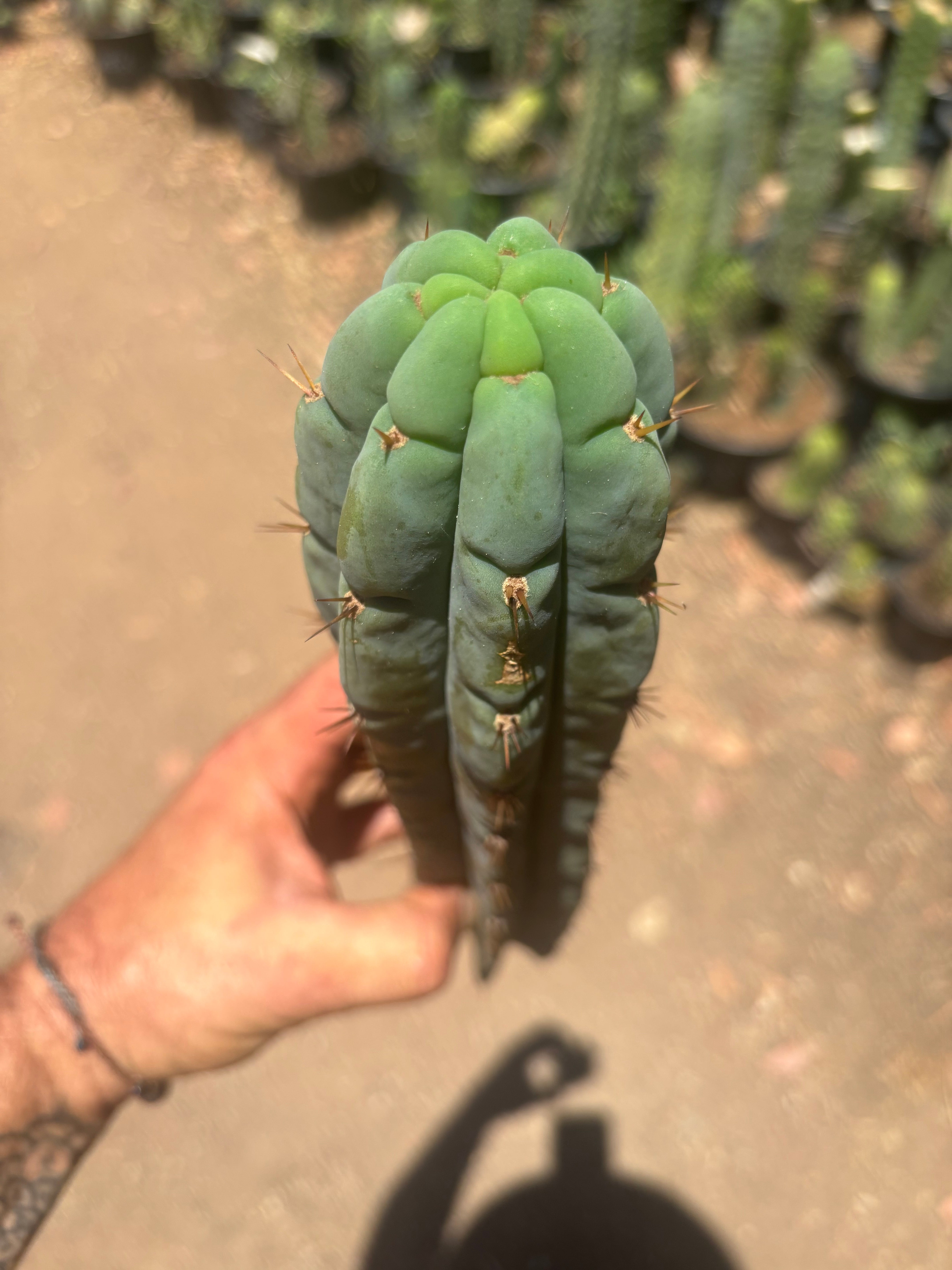 👑🌶️🌶️ Austy’s Bomb — 12” Tip