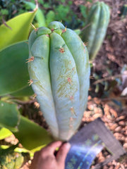 💎👑 Lotusland Huanu —  XL Fat-n-Frosty 14” Tip