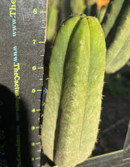👑🌶️ Genesis — 8” Pup