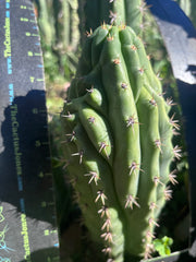 👑🐦‍⬛ RJ’s Clone — 9” Tip