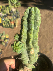 💎👑💎 Havran — Established Multi-Pup Graft on PC