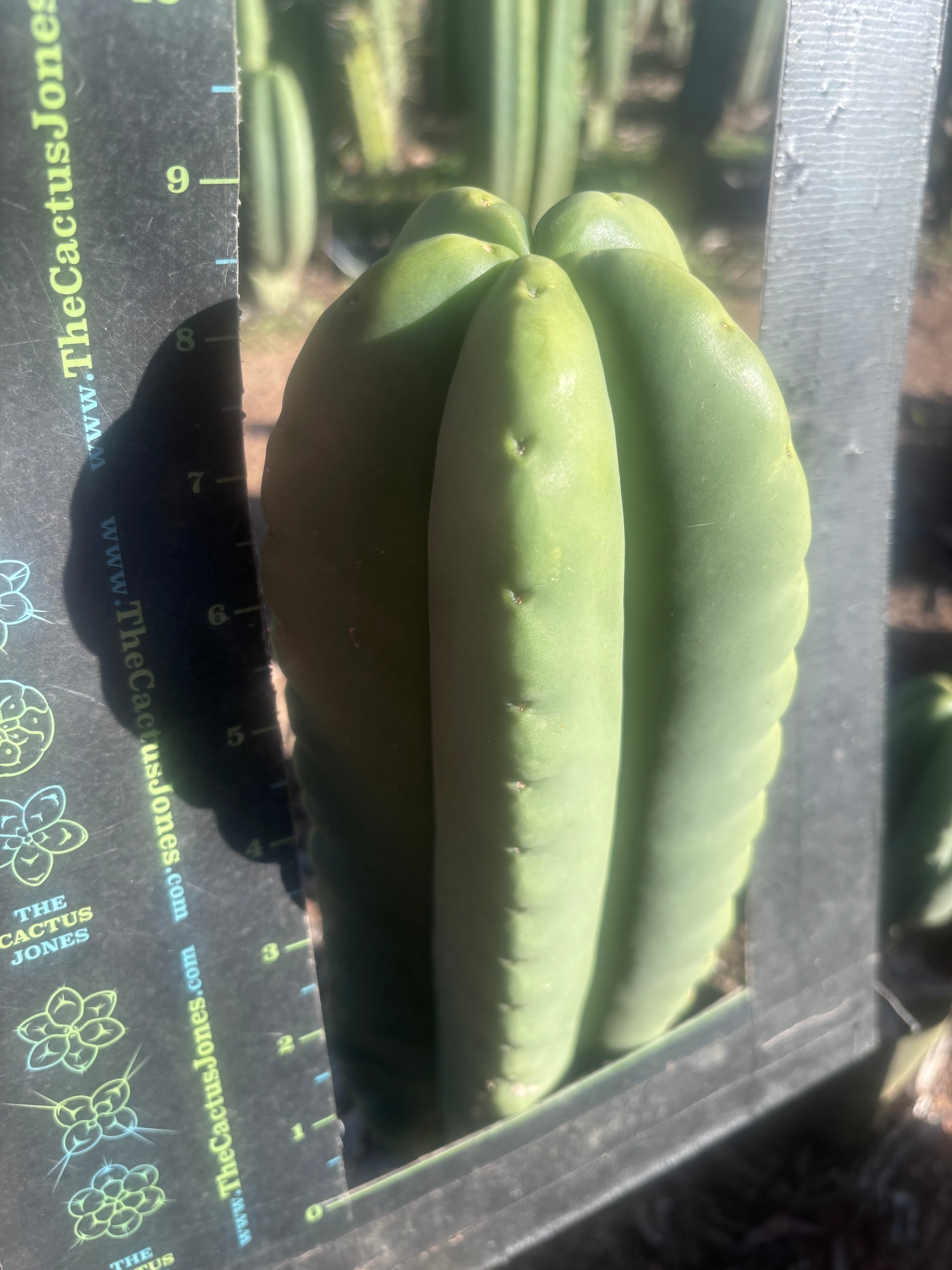 💎👑💎🌶️ Ferah — FAT 9” Tip