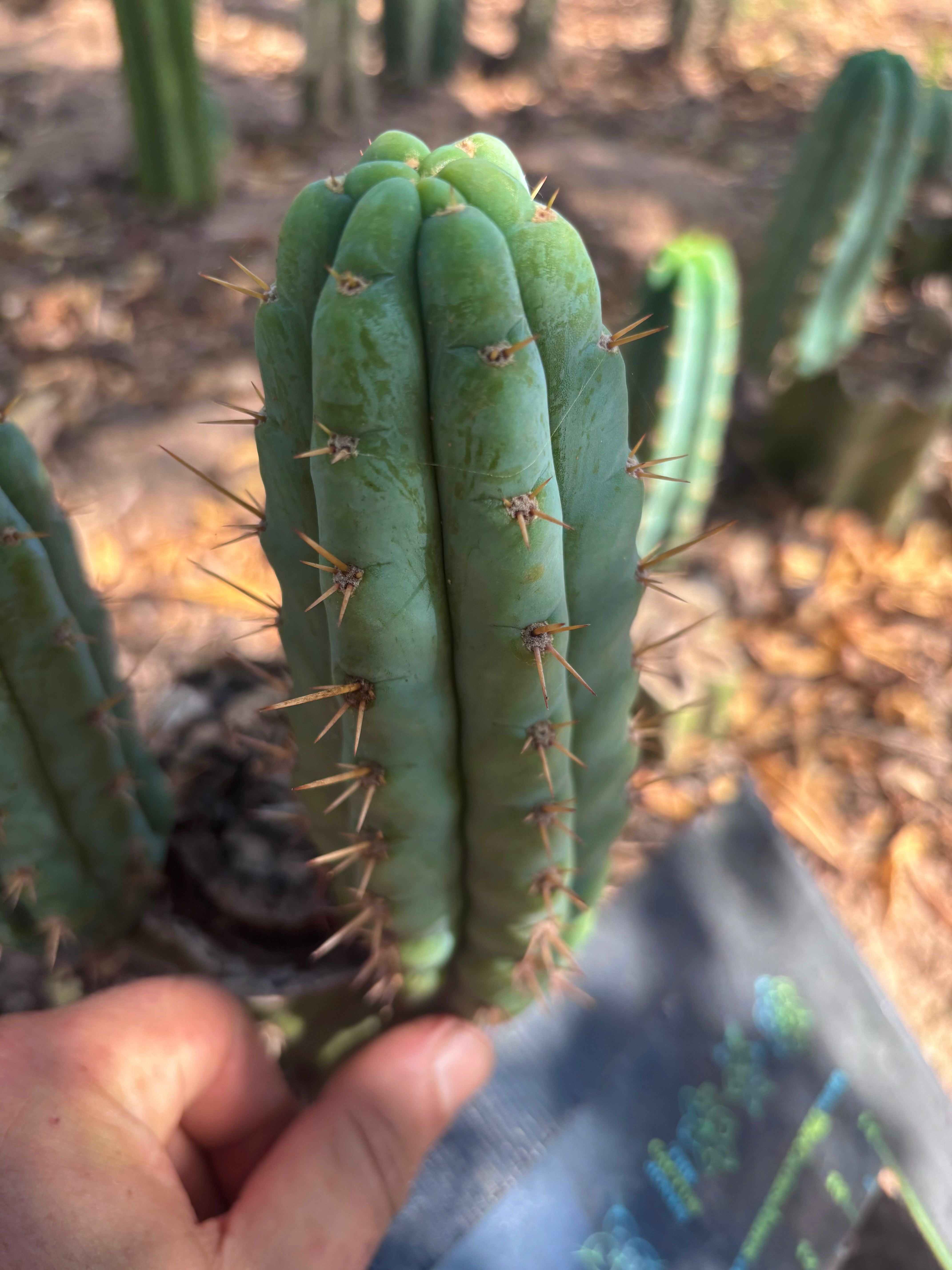 👑🌶️  Ashdod — 6” Pup