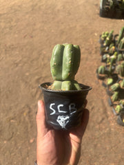 💎👑💎 SCB  — Pup Graft on Rooted Pierre