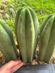 👑🌶️ Scop A — Fully Rooted 13”