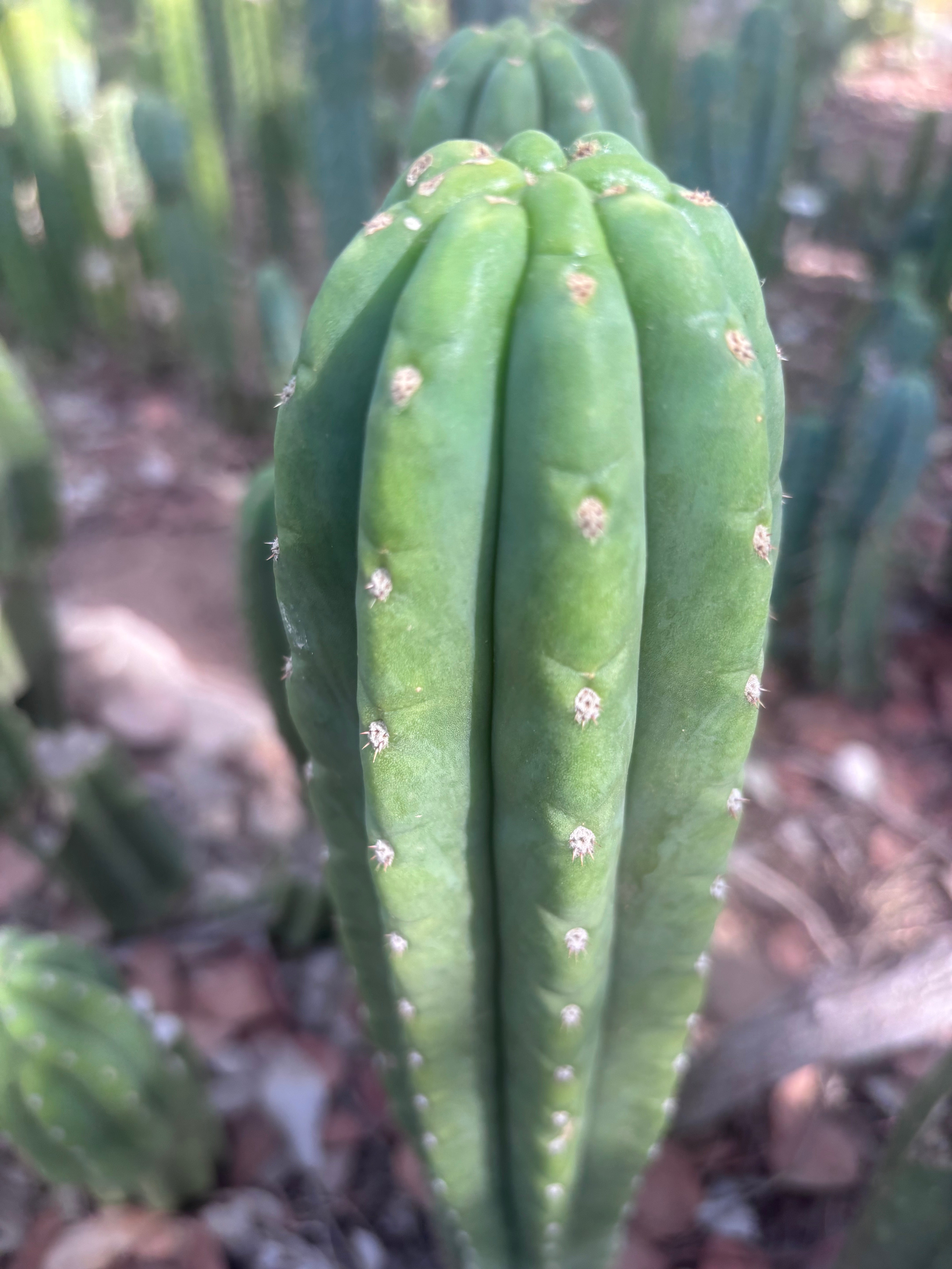 👑🌶️ The Field’s Pachanoi — 10” Tip