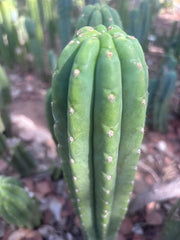 👑🌶️ The Field’s Pachanoi — 10” Tip