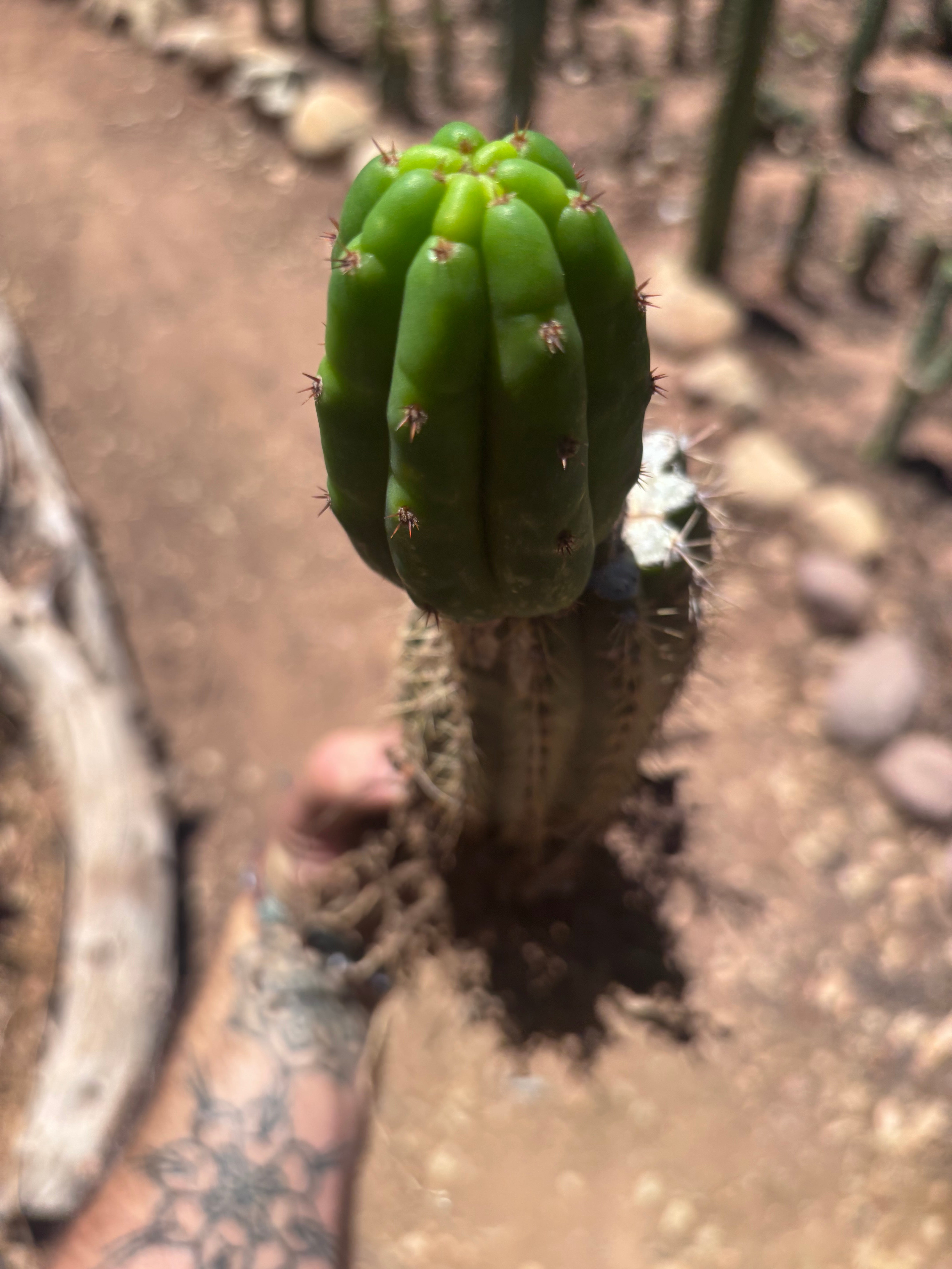 👑🌶️🌶️ KR04 — Whole Rooted Graft