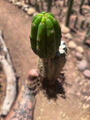 👑🌶️🌶️ KR04 — Whole Rooted Graft