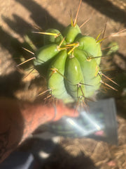 👑🌶️ CA1 Sherman — XL 14” Tip