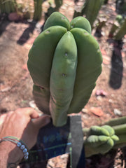 👑🌶️ Zulk — XL FAT 12” Pup