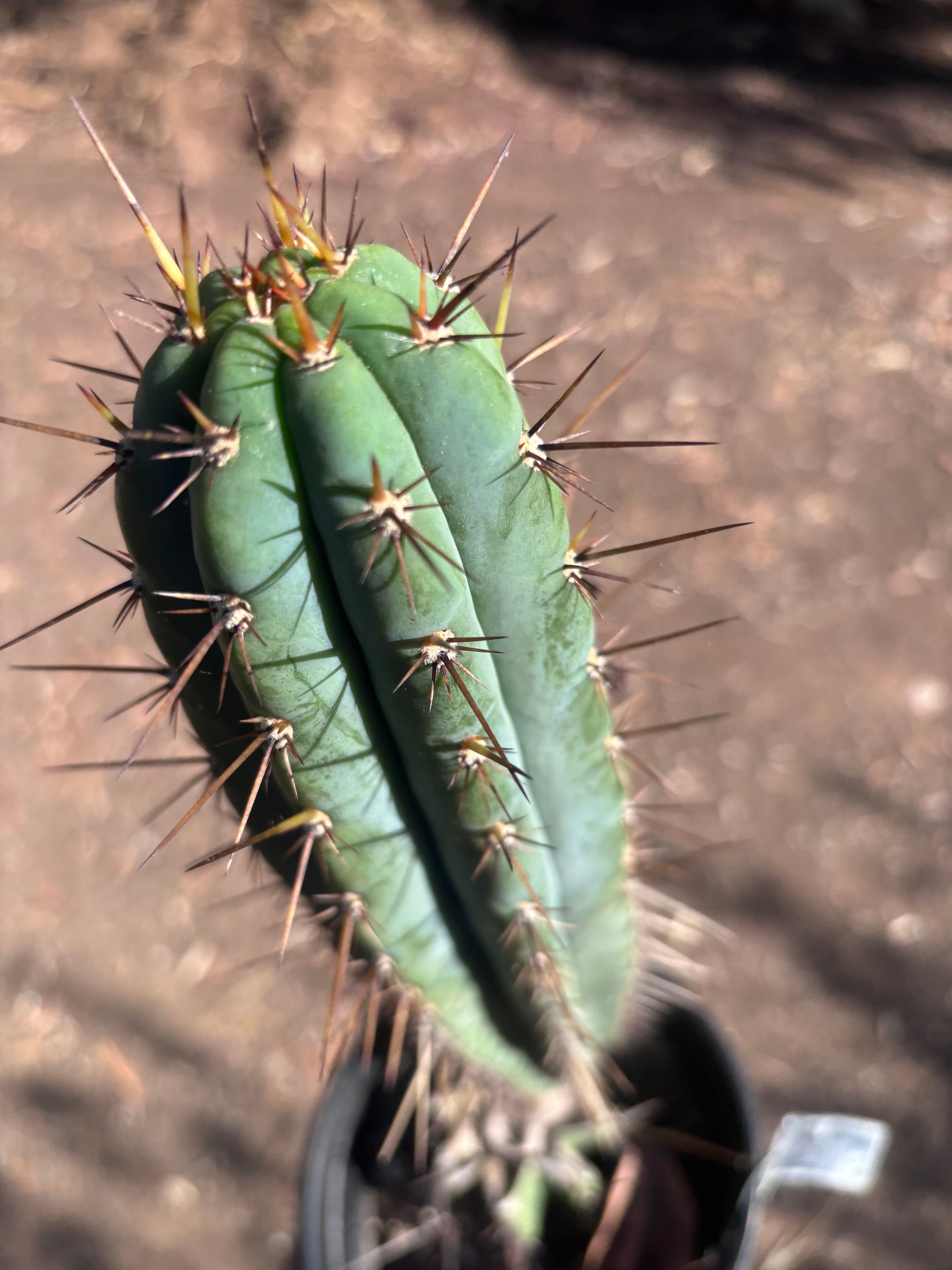 💎👑💎(🌶️ ) Tipz — Fully Rooted 16”