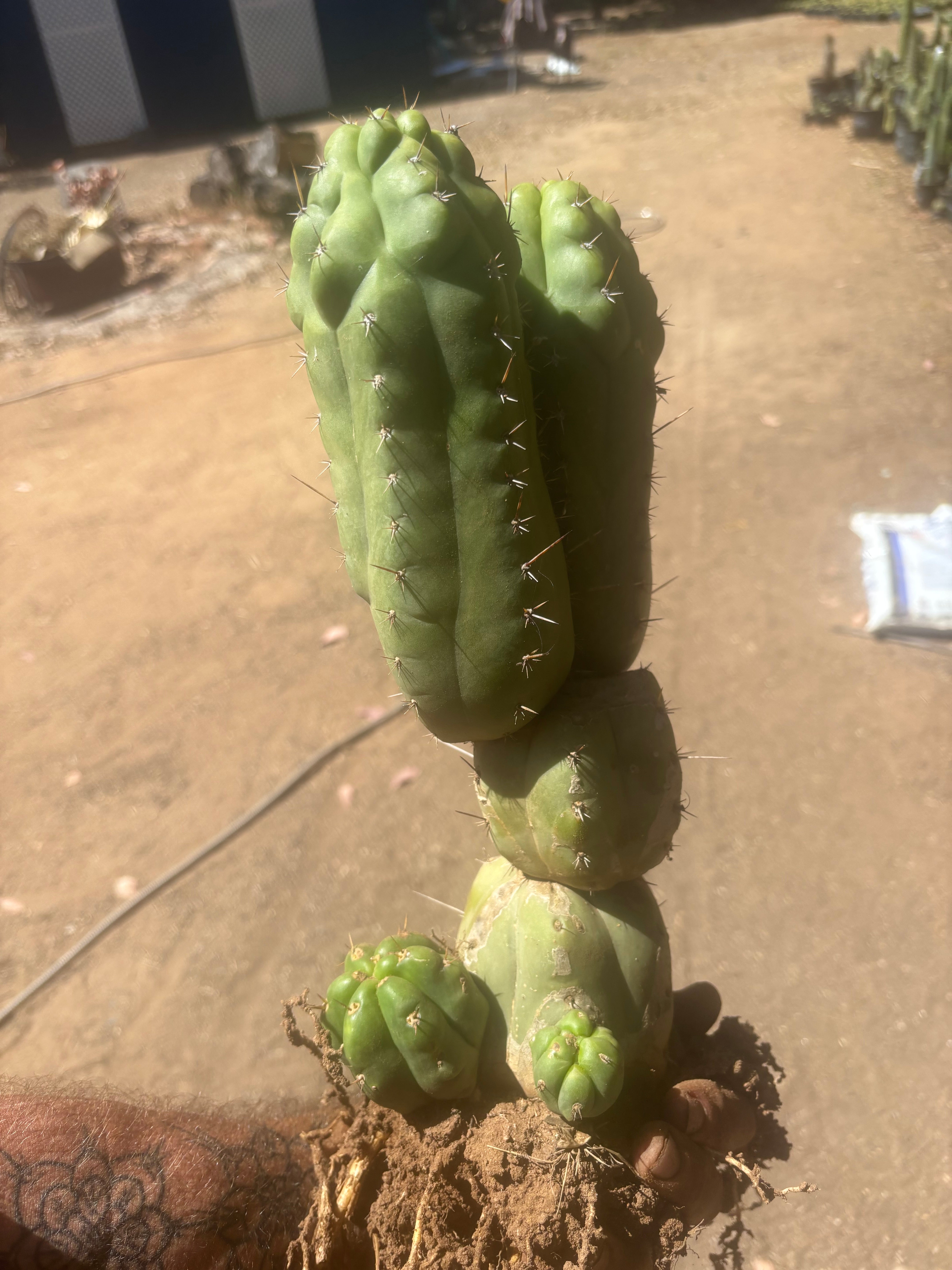 👑 TPM — Large Rooted Multi-Pupper