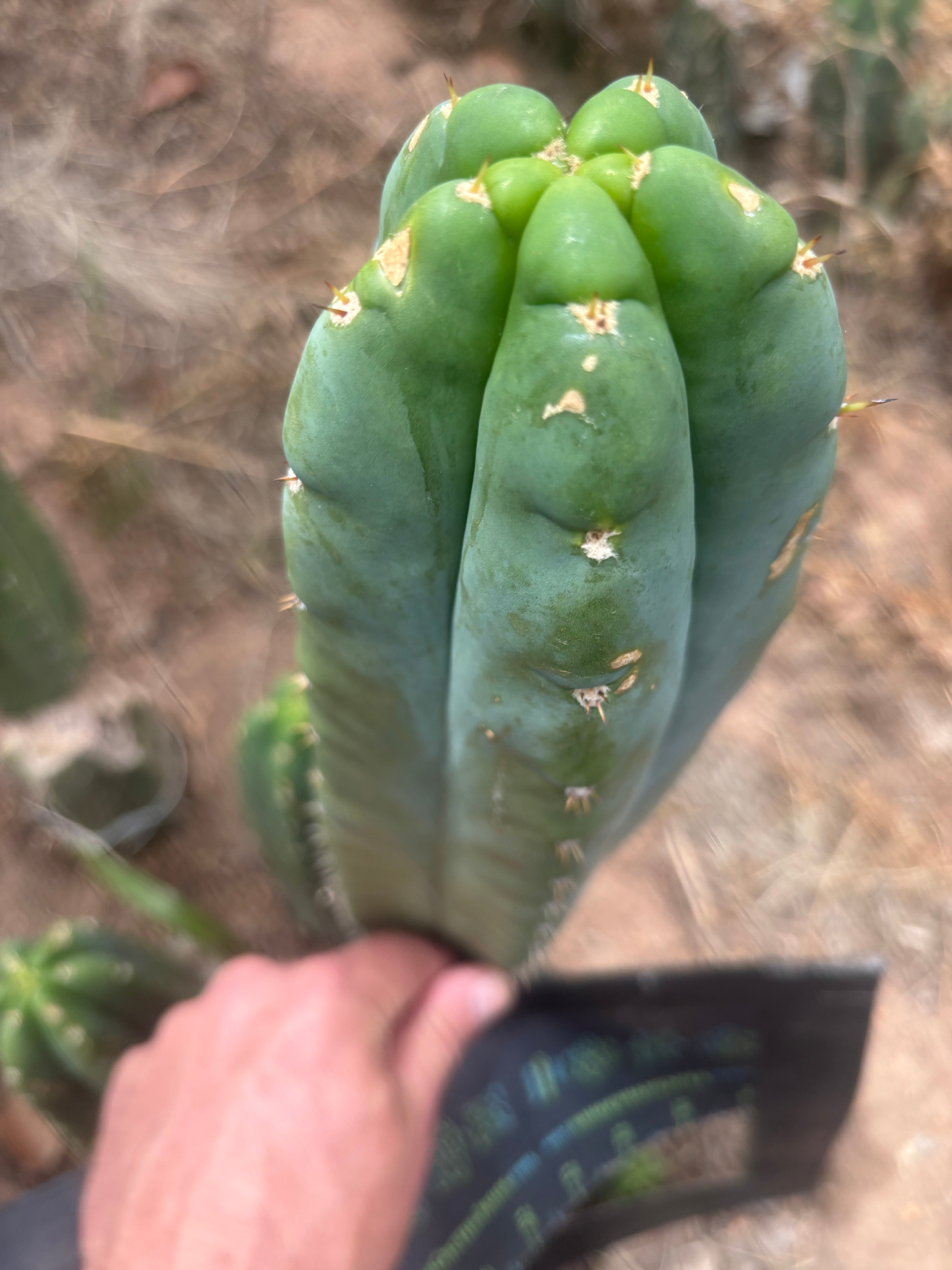 💎👑🌶️ Bob’s Colossus — Beefy 10” Tip