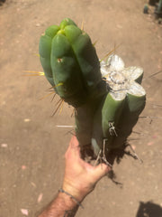 💎👑🌶️🌶️ Eileen — FAT XL Rooted Mid with Fourwang Pup