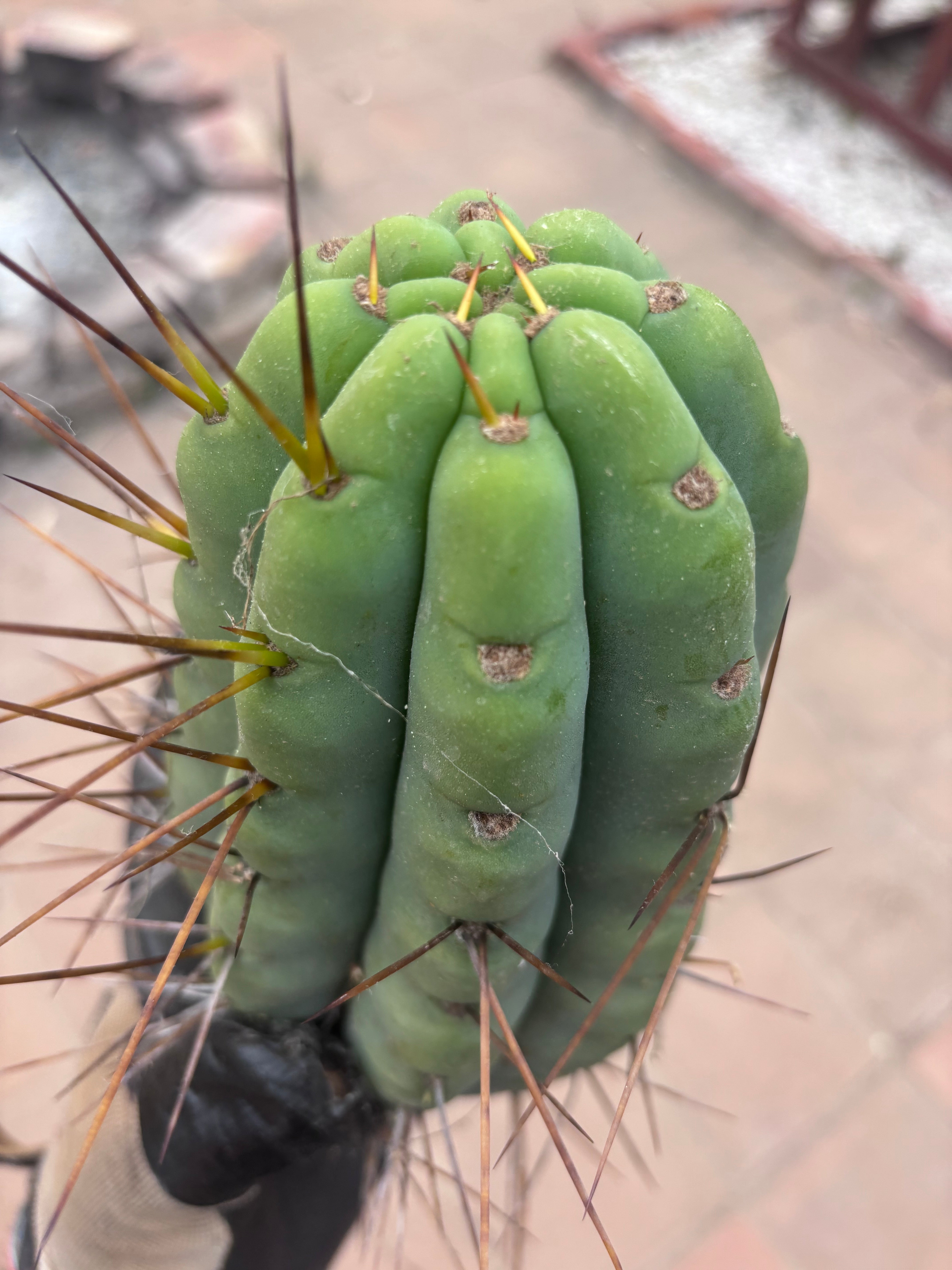 🌶️🌶️⚠️ E.R. — Another Beefy 9” Pup