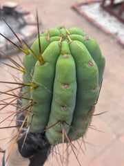 🌶️🌶️⚠️ E.R. — Another Beefy 9” Pup