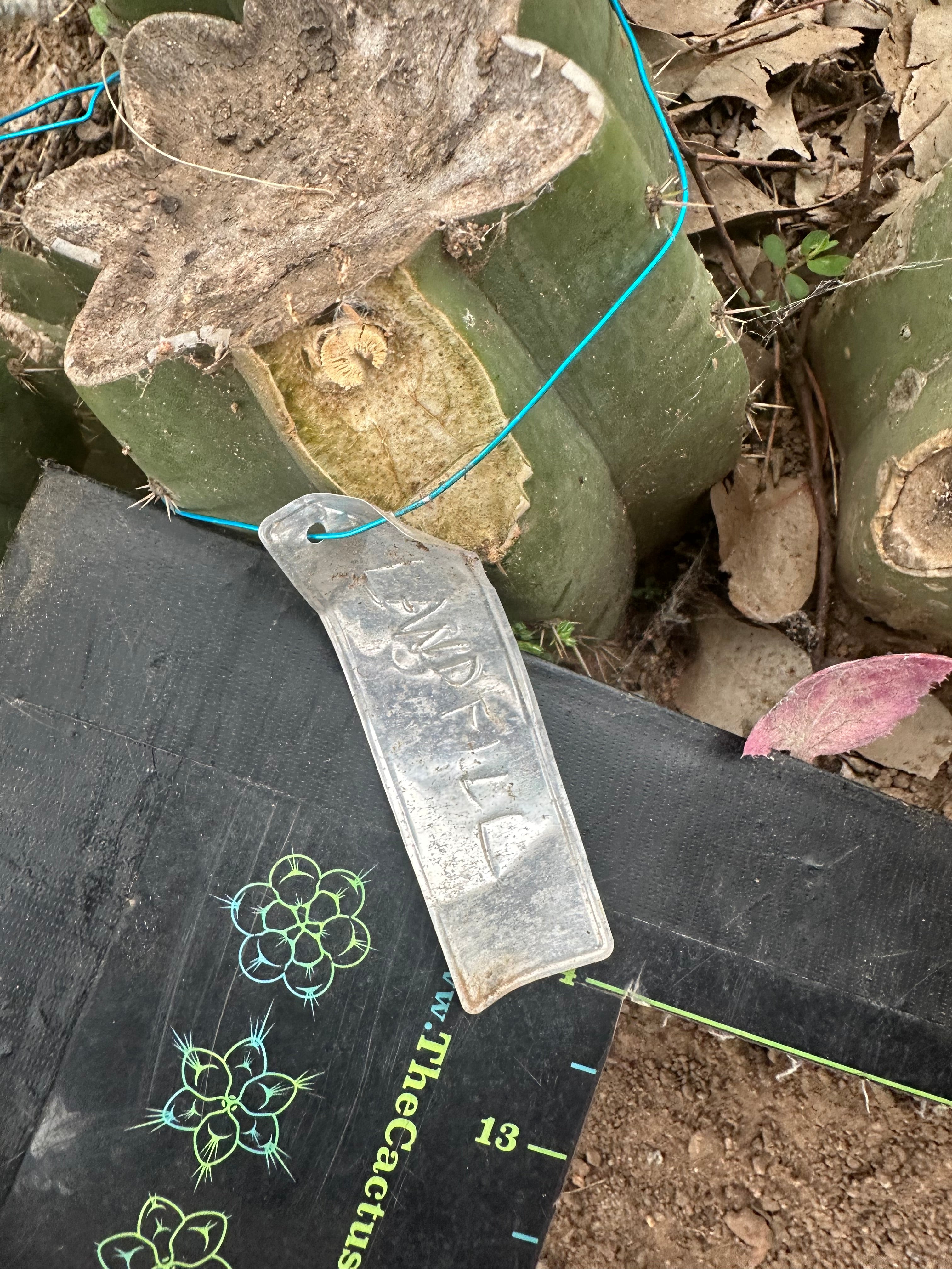 👑🌶️🌶️ Landfill — 10” Pup