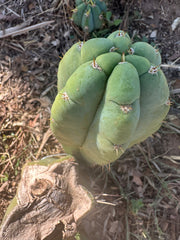 *👑🌶️ Bob’s Colossus—  Chonky 9” Pup