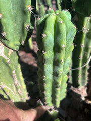 🌶️🌶️ NoidTwo — 8.5” Pup