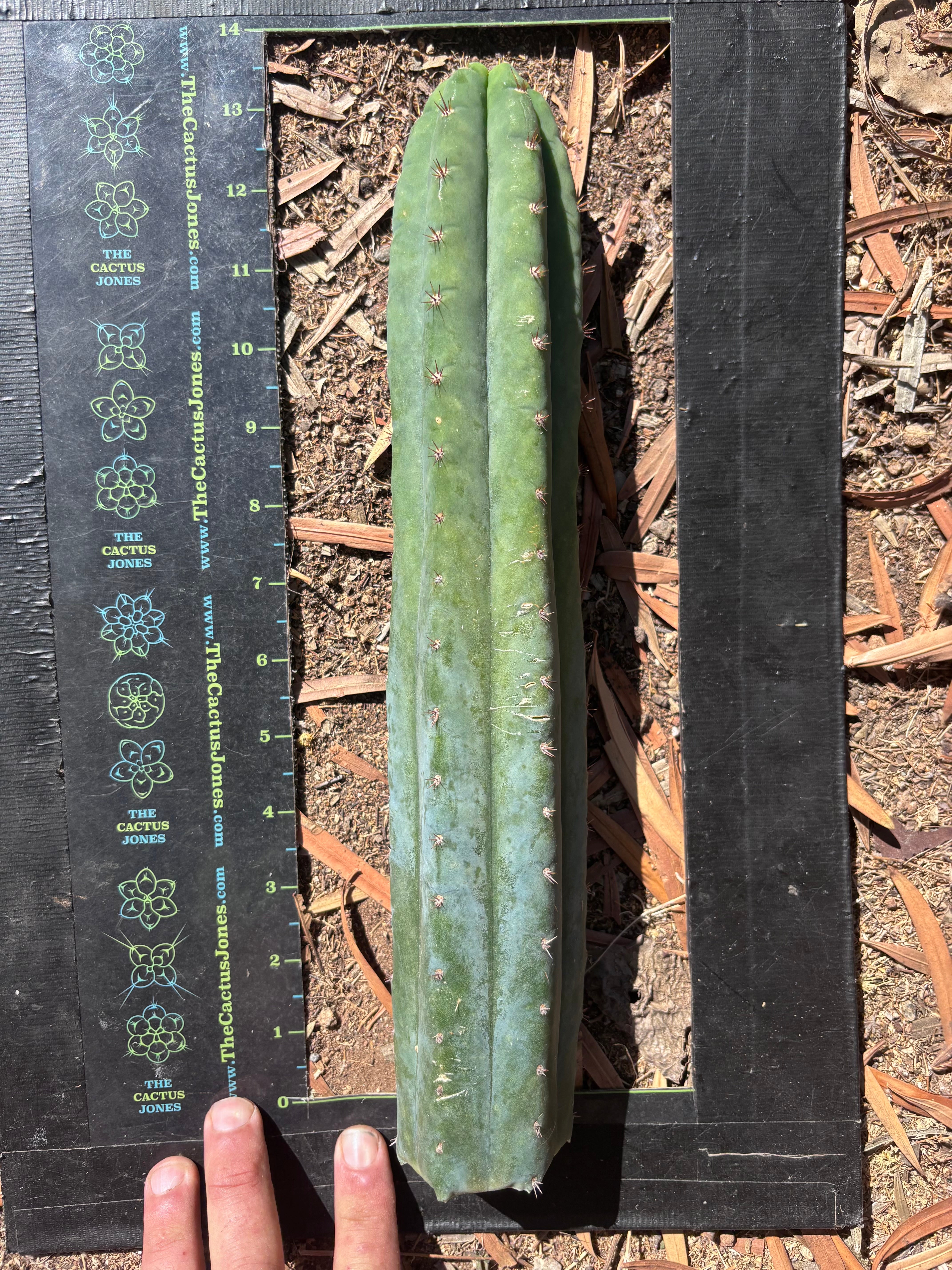 👑🌶️ Ventucky Blue — XL 17” Tip