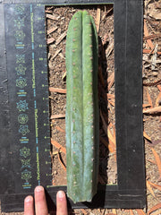 👑🌶️ Ventucky Blue — XL 17” Tip