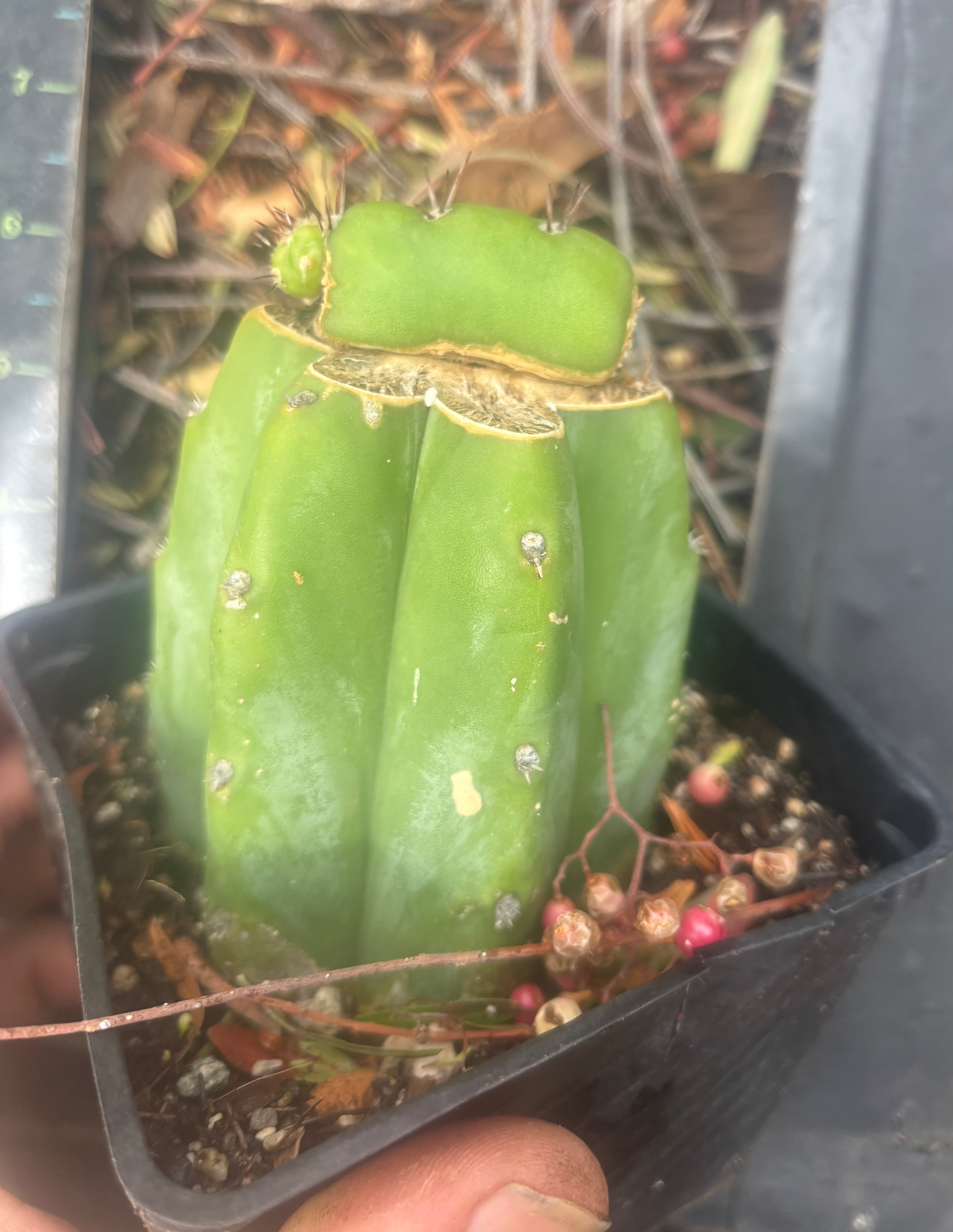 💎👑💎 Parque de las Leyendes —BK08611.4 Clone A —  Rooted Slab Graft w/ Pup Starting