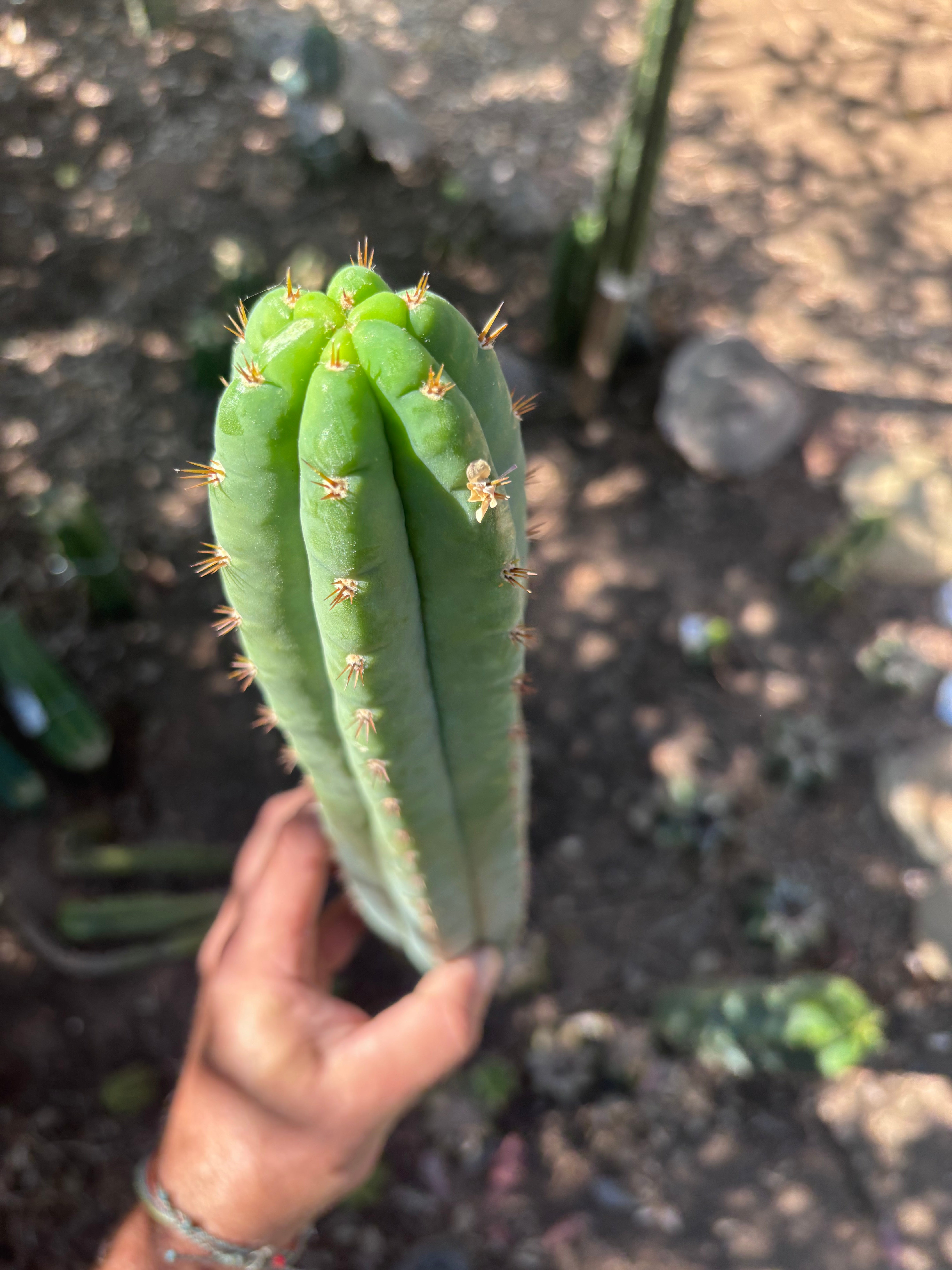 👑🌶️ Ventucky Blue — XL 17” Tip
