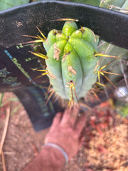 👑🌶️ Medicine Man — XL 15” Pup