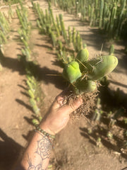👑🌶️🌶️  TBM  — Rooted Cluster #1