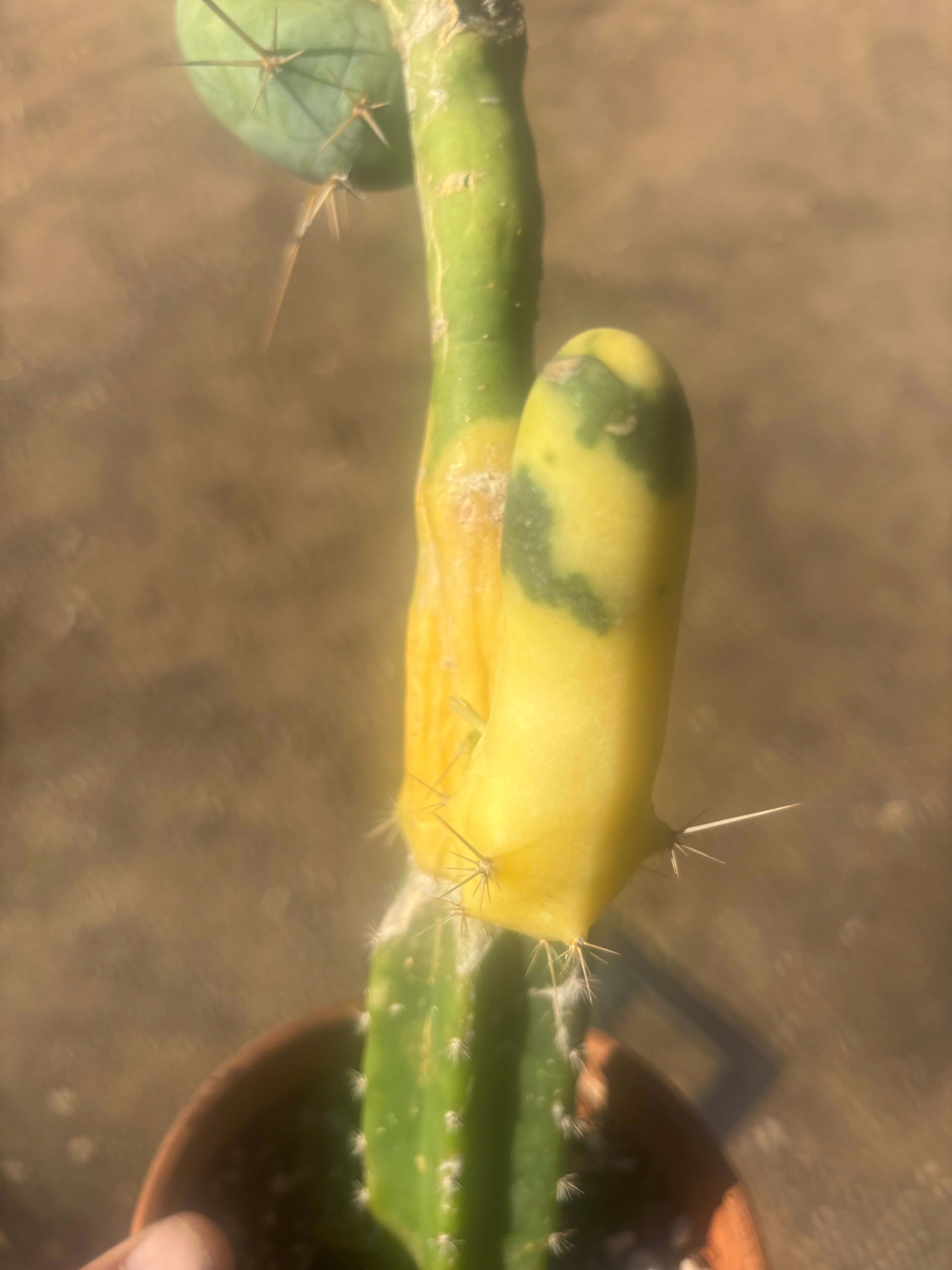 💎👑💎🌶️🌶️ TBM-b Variegated— Long Established Graft on Rooted Stock