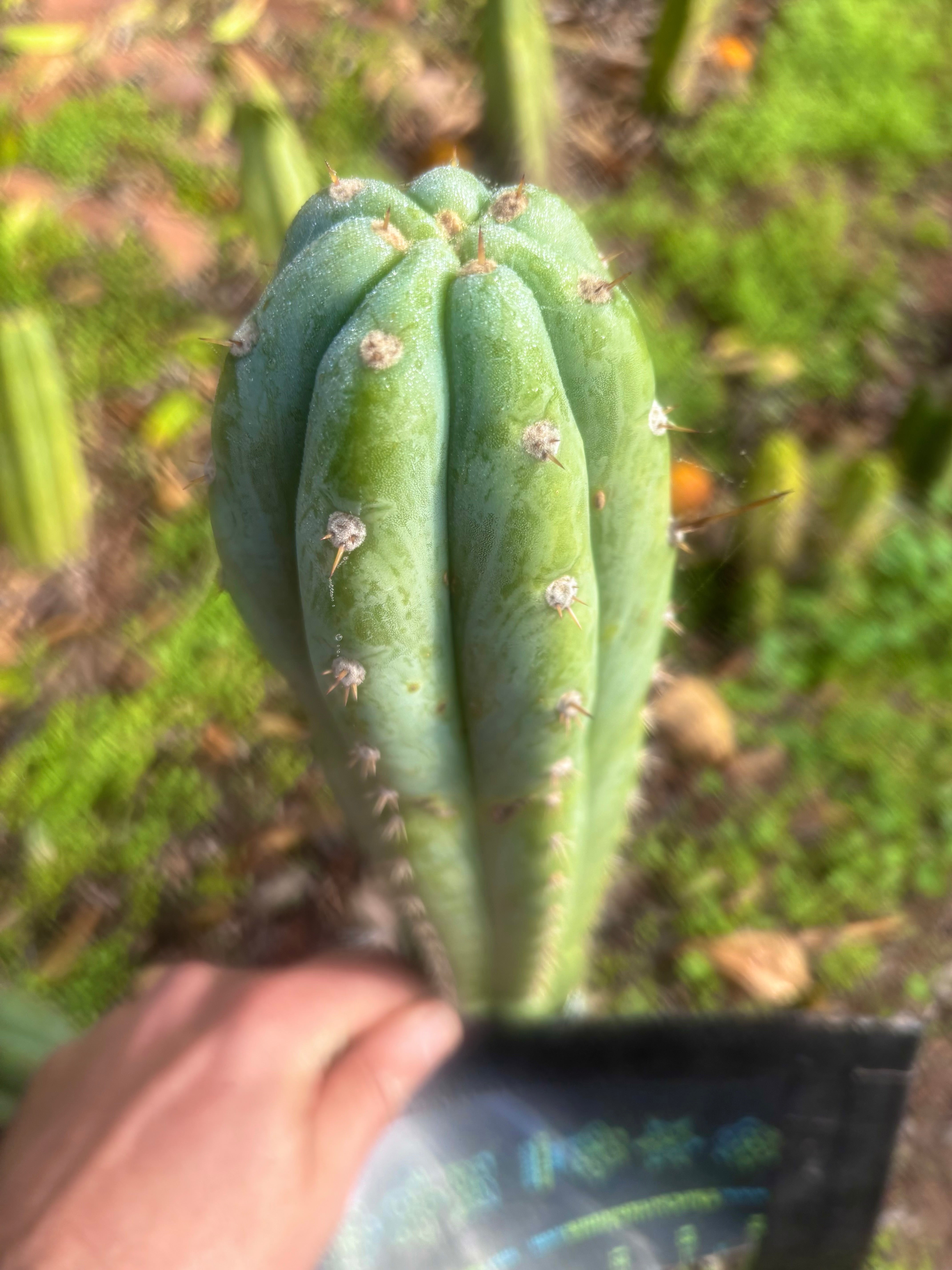 👑🌶️ Brian’s Blue Skies — 10” Tip