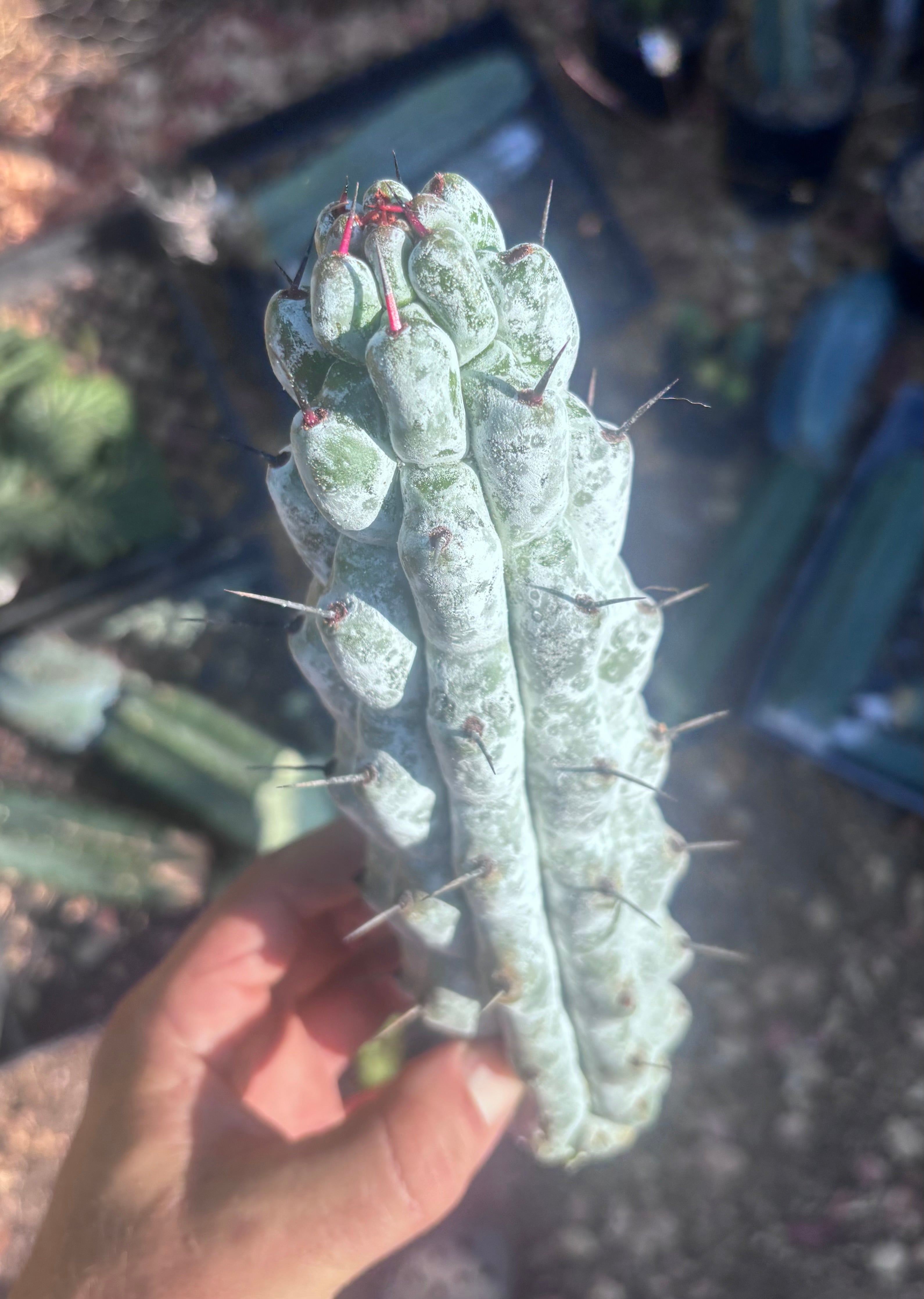 Stenocereus Beneckei — 10” Pup