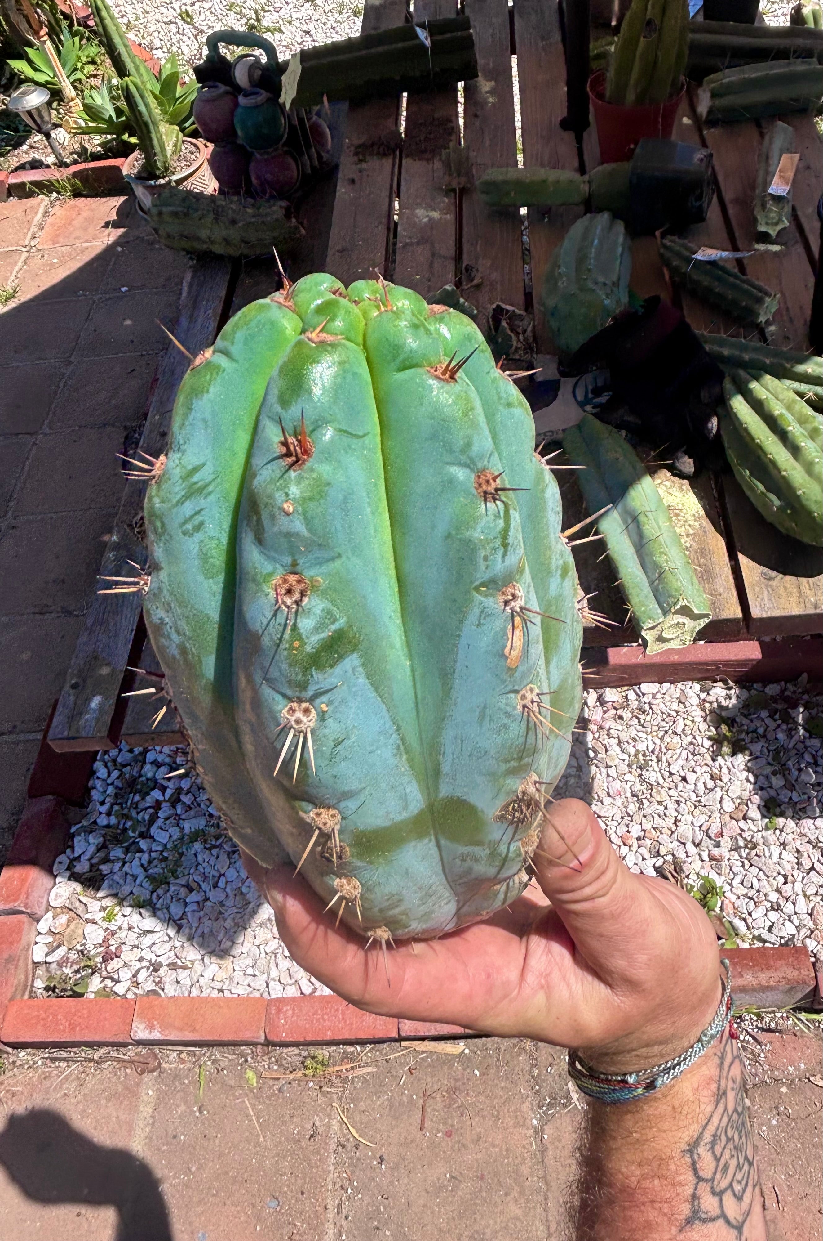 💎👑💎 Papa Smurf — Massive 9” Notch Melon