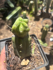 👑🌶️🌶️ Dulzura Wax — Small Rooted Tip