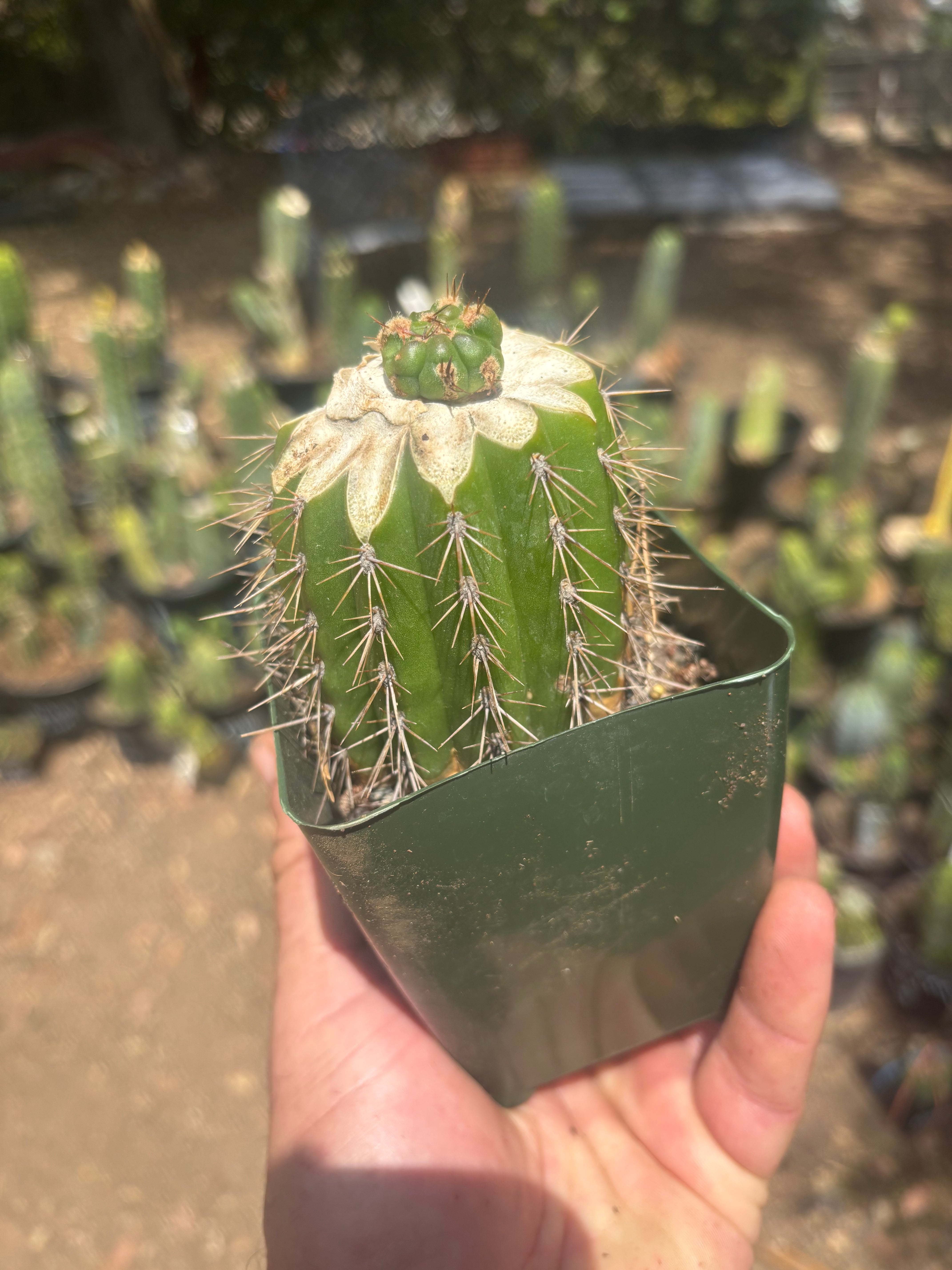 💎👑💎 Tulhuay — Rare Magenta Flower — Pup Graft