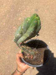 👑🌶️🌶️ Dulzura — Fully Rooted 14”