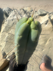 👑💎🌶️ TBQM  — Massive 15” Tip