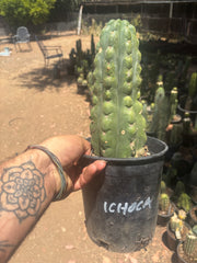 💎👑🌶️  Ichoca — Chonky Rooted 12”