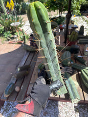 👑🌶️ TBQM  — 15” Tip