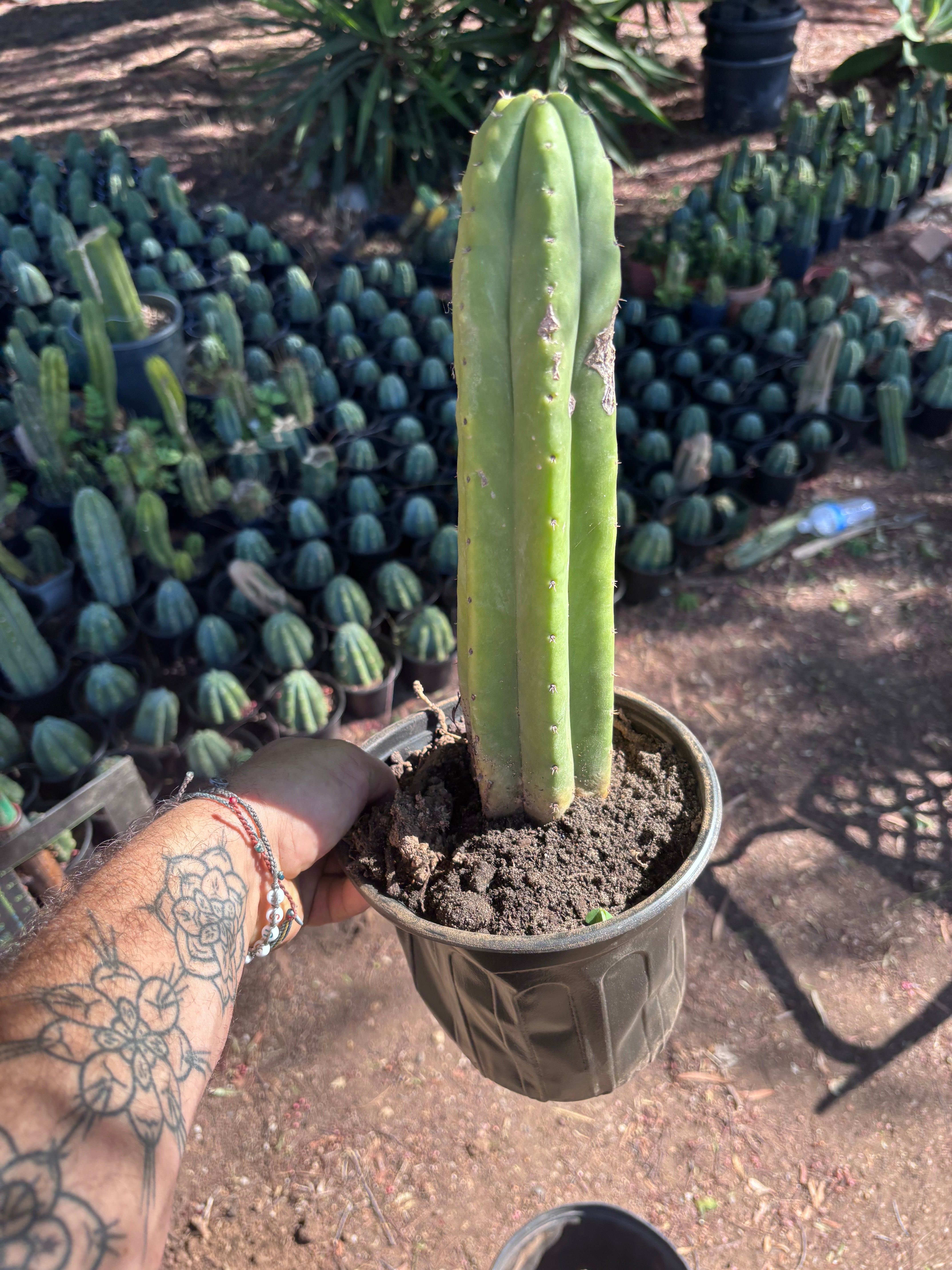 👑🌶️ Ecuadorian Pach — Rooted 13”